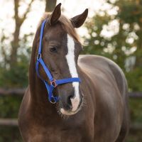 Head collar slide