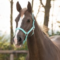 Head collar slide
