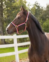 Head collar Red/White/Blue
