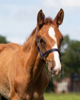 Head collar foal