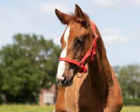 Head collar foal