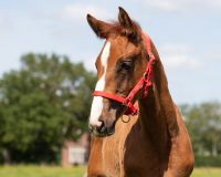 Head collar foal