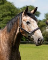 Head collar leather Lupine