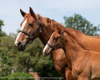 Head collar leather Lupine