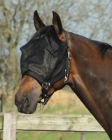 Halter-fly mask combi