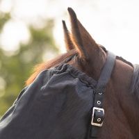 Halter-fly mask combi