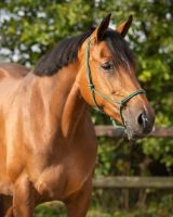 Rope halter basic