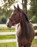 Head collar Deluxe (presale)