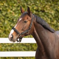 Head collar Deluxe (presale)