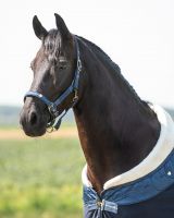 Head collar set Lily