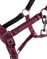 Head collar foal Lily