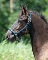 Head collar foal Lily
