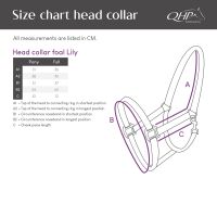 Head collar foal Lily