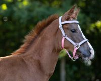Head collar foal Flore with browband