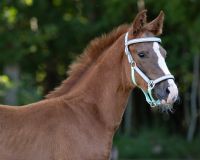 Head collar foal Flore with browband