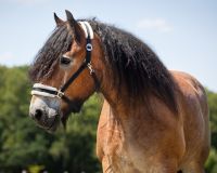 Head collar Cali draft horse