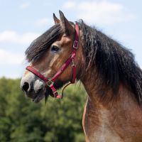 Head collar Deluxe draft horse