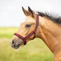 Head collar foal Deluxe