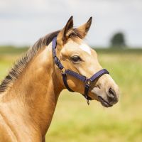 Head collar foal Deluxe