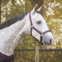 Head collar set with turnout collection