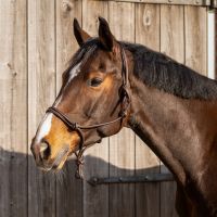 Rope halter leather Liberta