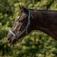 Head collar set with turnout collection
