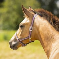 Head collar foal collection