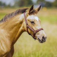 Head collar foal collection