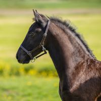 Head collar foal leather with clip