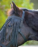 Field head collar with fly fringe