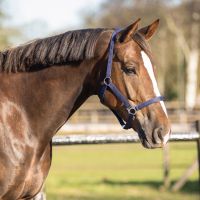 Head collar basic