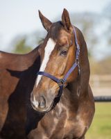 Head collar basic