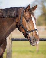 Head collar basic