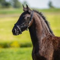 Head collar foal Easy clip