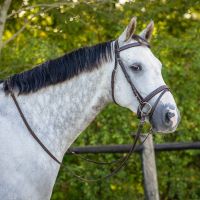 Bridle luxury stitched incl. reins