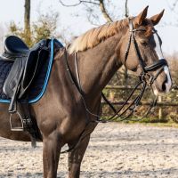 Thiedeman rein set