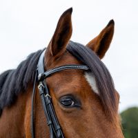 Browband Livora