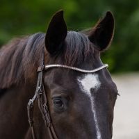 Browband Zavi