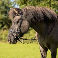 Bridle Icelandic Frosti incl. reins
