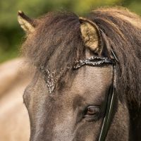 Bridle Icelandic Frosti incl. reins