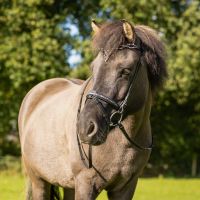Bridle Icelandic Frosti incl. reins