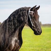 Show bridle Luxe