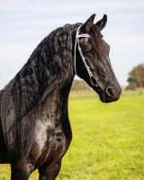 Show bridle Luxe