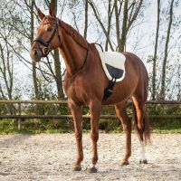 Bareback pad Ontario