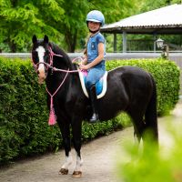 Bareback pad Rosalynn