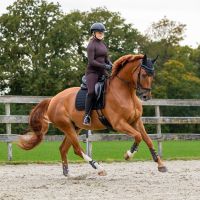 Saddle pad Avenna