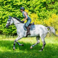 Fetlock boots