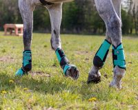 Eventing boots hind leg technical
