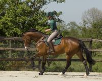 Eventing boots hind leg technical