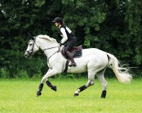 Eventing boots hind leg technical